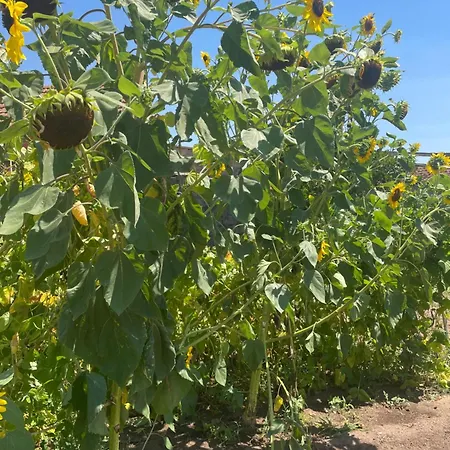 펜션 Quinta Ti Lita 토샤